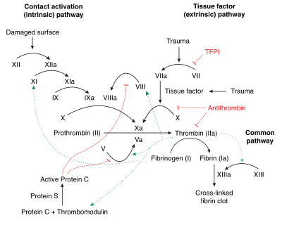 Coagulation - Wikipedia