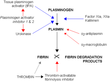 Fibrinolysis - Wikipedia