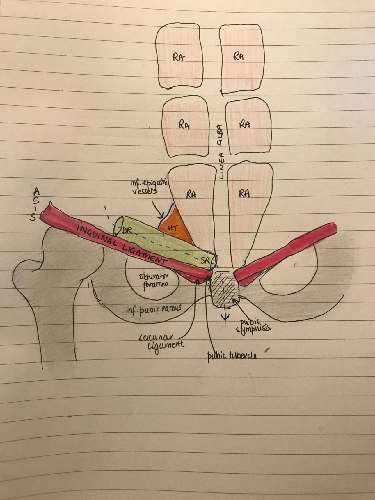 Surgical Anatomy of the Abdomen and Pelvis | Abdominal Key